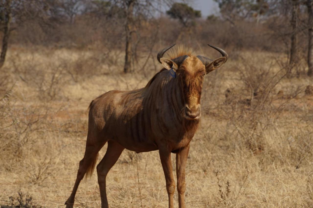 Kwele Game Lodge Beauty ภายนอก รูปภาพ