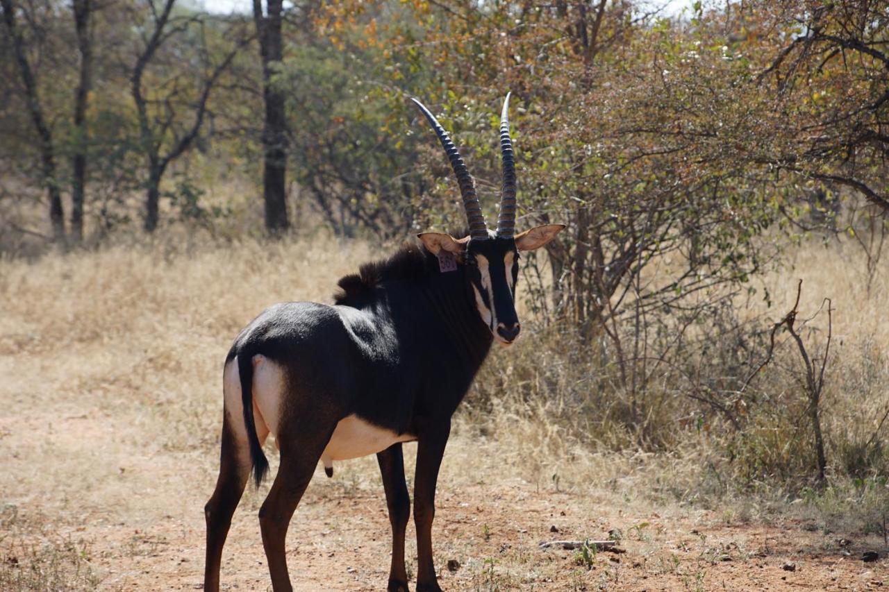 Kwele Game Lodge Beauty ภายนอก รูปภาพ