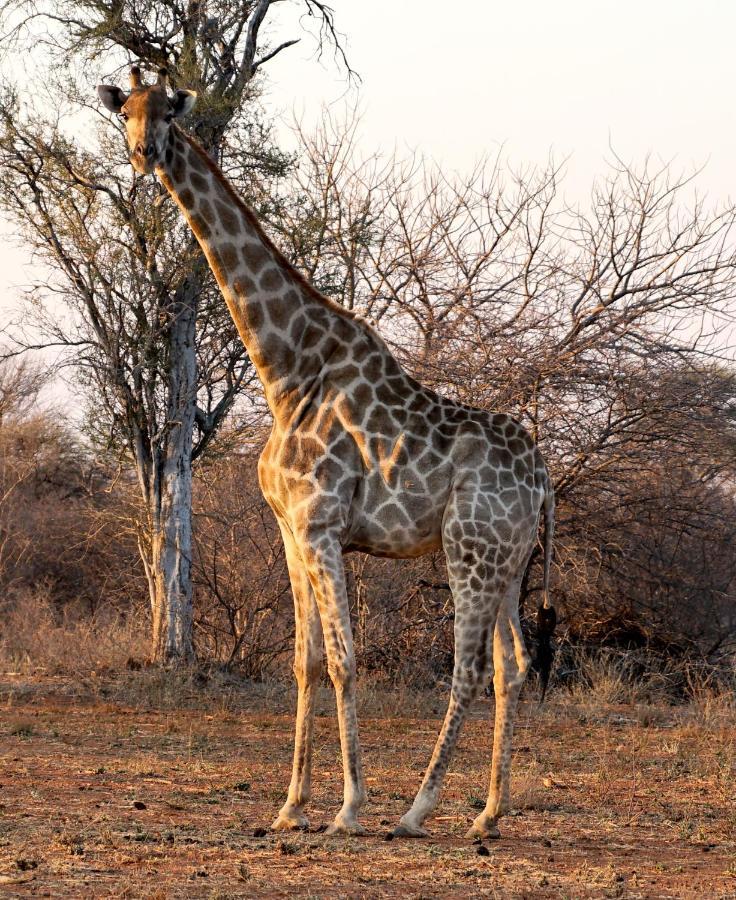 Kwele Game Lodge Beauty ภายนอก รูปภาพ