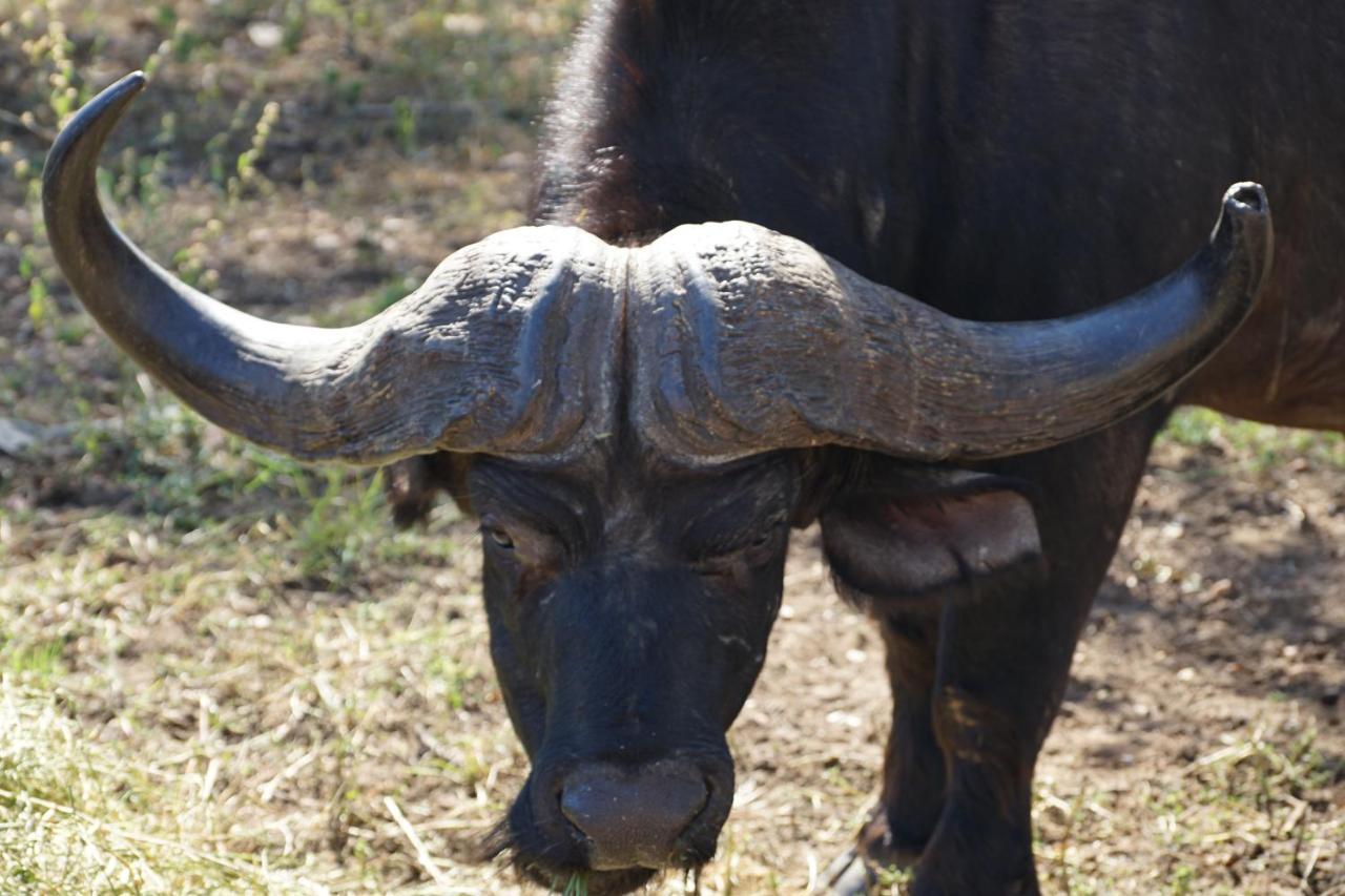Kwele Game Lodge Beauty ภายนอก รูปภาพ