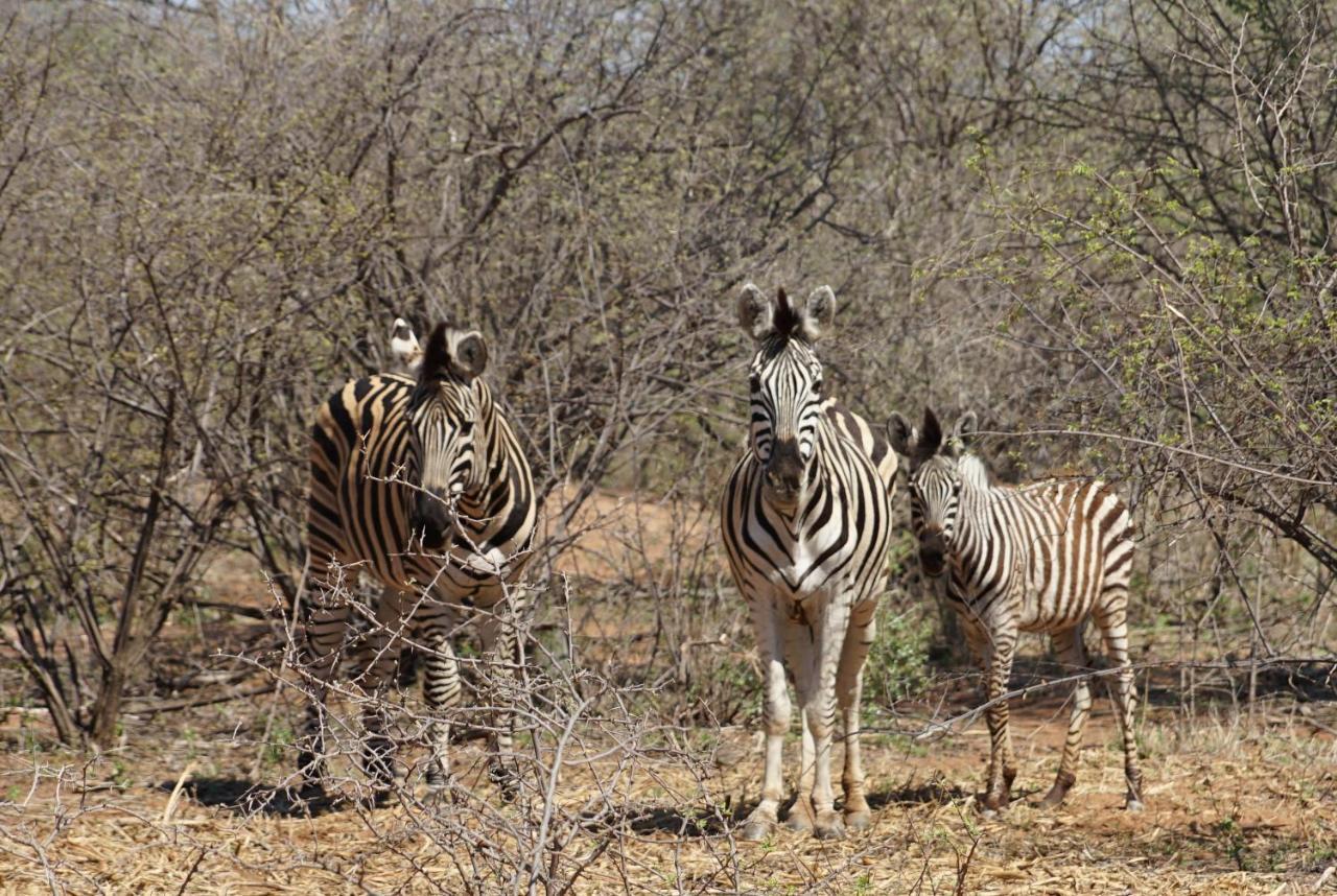 Kwele Game Lodge Beauty ภายนอก รูปภาพ