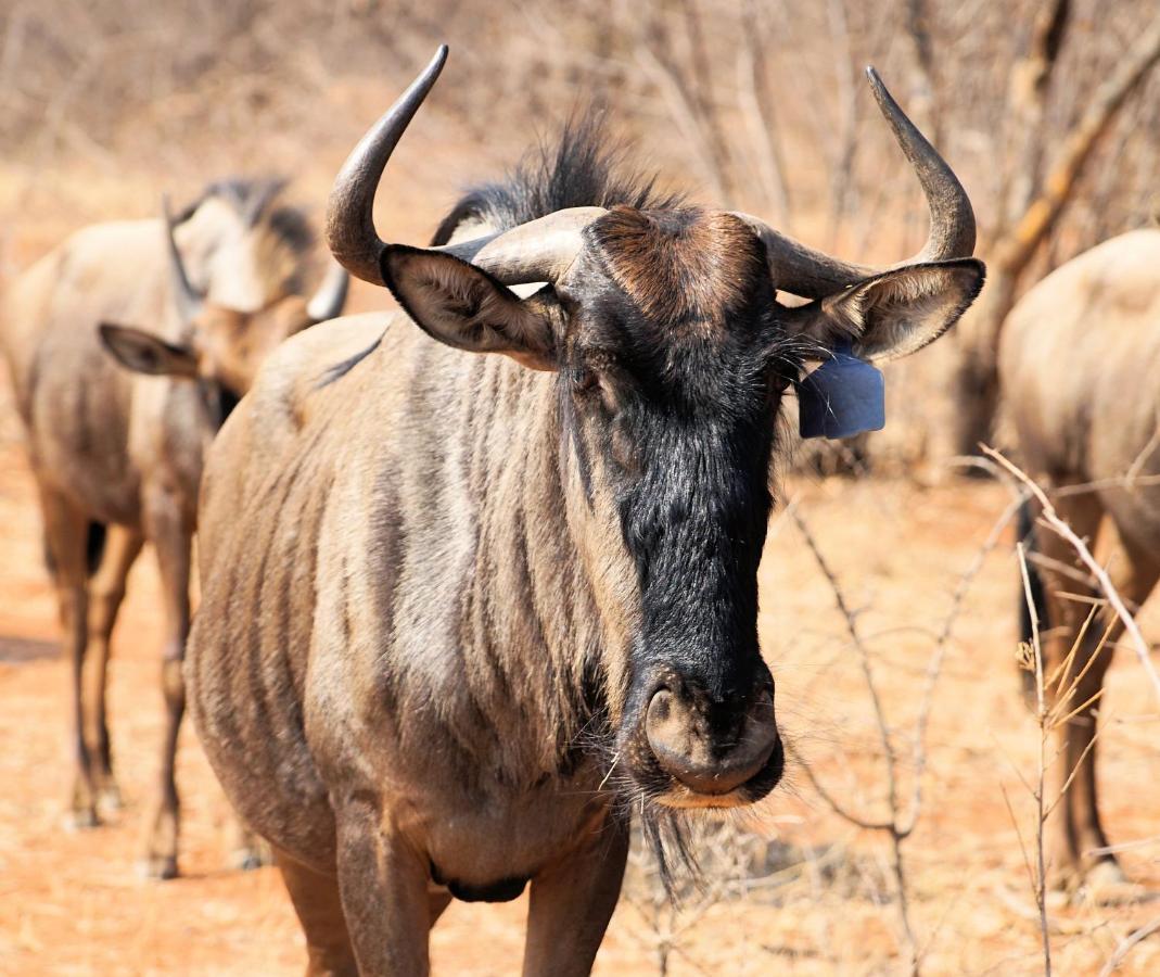 Kwele Game Lodge Beauty ภายนอก รูปภาพ